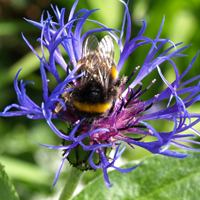 Bumbelbee searching for nectar in a purple flower