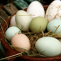 Goose, duck and Araucana hen's eggs