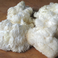 White Cloud Mushroom