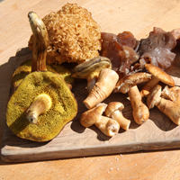 Hand picked mushrooms